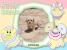 cachorrito de caniche toy cremita - mejor precio | unprecio.es