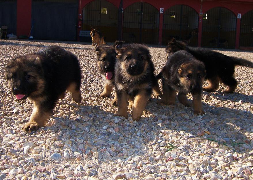 cachorritos de pastor aleman