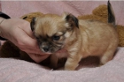 cachorros chihuahua - mejor precio | unprecio.es