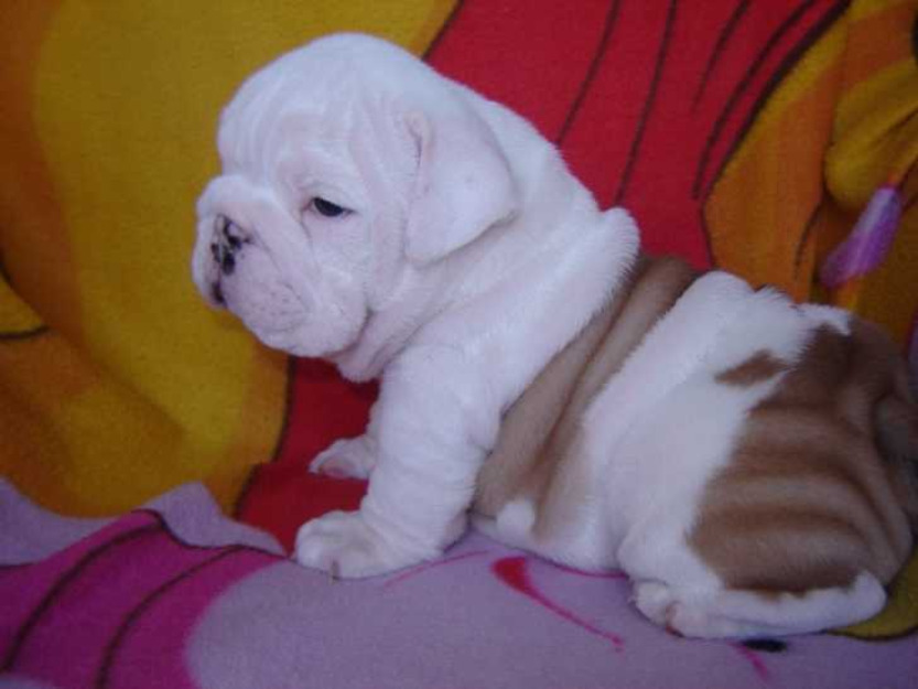 cachorros de Bulldog Ingles, se entregan con primera vacuna