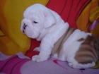 cachorros de Bulldog Ingles, se entregan con primera vacuna - mejor precio | unprecio.es