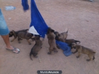 Cachorros de Pastor Belga Malinois - mejor precio | unprecio.es