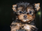 Cachorros de Yorkshire ¡garantías y seriedad! - Zaragoza - mejor precio | unprecio.es