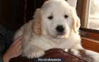 Cachorros Golden Retriever - mejor precio | unprecio.es