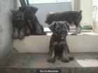 Cachorros Schnauzer Miniatura - mejor precio | unprecio.es