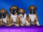 camada BOXER con PEDIGREE 350 - mejor precio | unprecio.es
