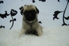carlino, cachorros con dos meses, para entregar, observa las fotos y elige tu cachorro - mejor precio | unprecio.es