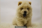 Chow Chow ( Blanco ) Disponibles - mejor precio | unprecio.es