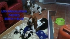 Excdelente camada de basset hound nacidos el 07/10/13 - mejor precio | unprecio.es