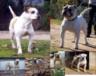 Excelente camada Bulldog Americano - mejor precio | unprecio.es