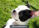 Exclusiva raza!!! Boston Terrier a precios muy accesibles. - mejor precio | unprecio.es