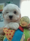 Preciosos cachorros de bichon maltes - mejor precio | unprecio.es