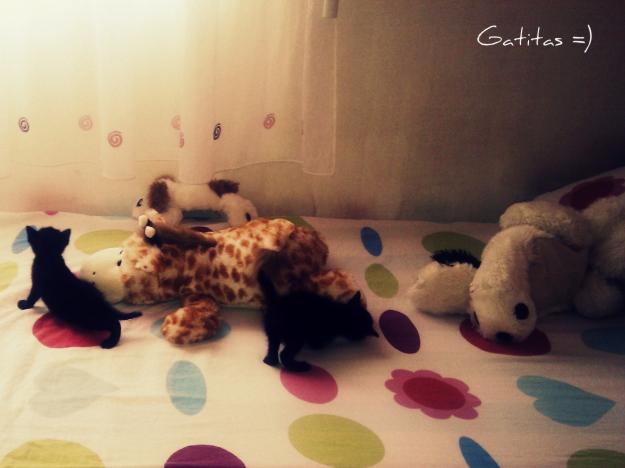 Regalo 2 gatitas cruze siames con persa