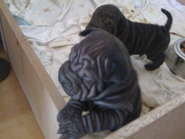 sharpei chinos cachorros en venta