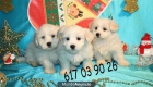 ¡ Estas navidades tu Bichon mltes el regalo deNavidad! - mejor precio | unprecio.es