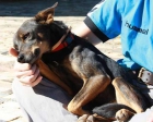 ADOPCIÓN URGENTE PARA BILLY, NO SE ADAPTA Y LO ESTA PASANDO MUY MAL EN EL REFUGIO‏ - mejor precio | unprecio.es