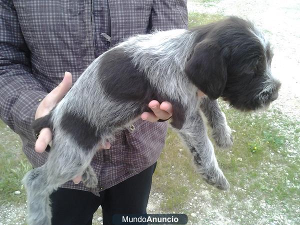 cachorros drahtharr