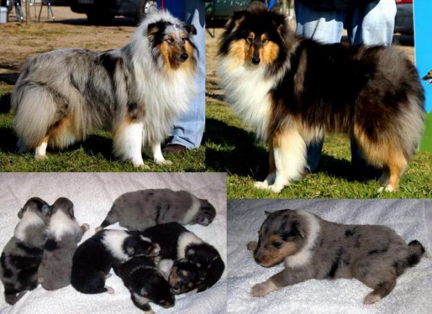 Cachorros Rough Collie. Excelentes Camadas