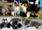 Cachorros Rough Collie. Excelentes Camadas - mejor precio | unprecio.es