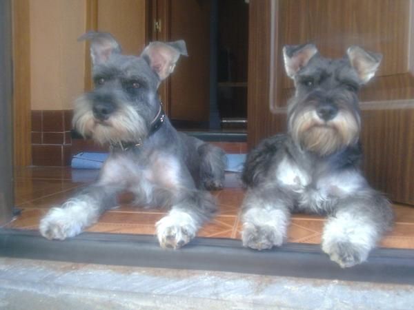 Cachorros Schnauzers Miniatura Sal y Pimienta