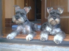 Cachorros Schnauzers Miniatura Sal y Pimienta - mejor precio | unprecio.es