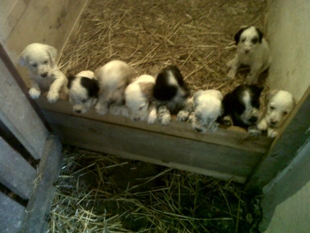 cachorros setter