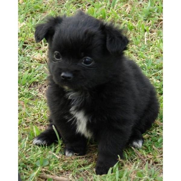 Chihuahua cachorro