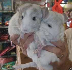 chinchilla