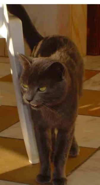 Dos gatitos jóvenes en ADOPCION