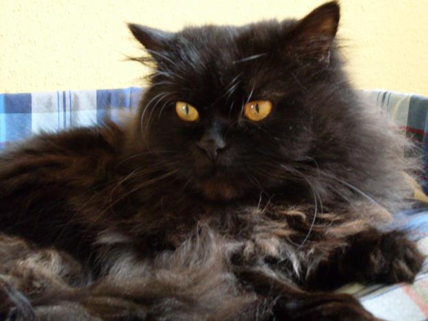 gato persa en adopcion, madrid