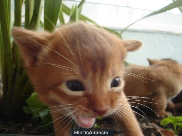 GATOS DE RAZA cachorros