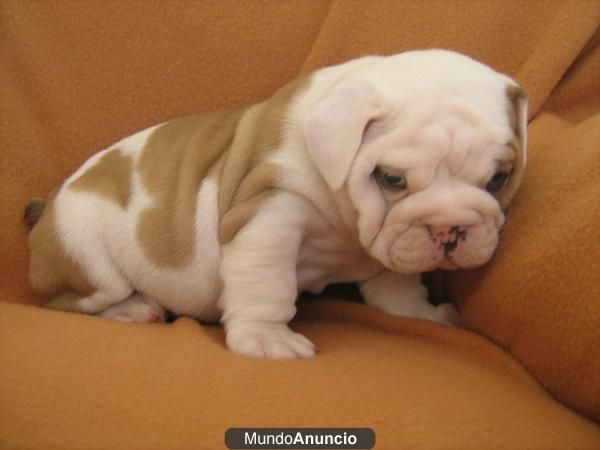 NAVIDAD Puppy VENIR! -200
