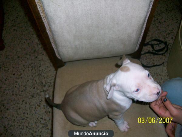 PERRITAS AMERICAN STANFORD