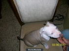 PERRITAS AMERICAN STANFORD - mejor precio | unprecio.es