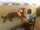 REGALO CACHORRO - mejor precio | unprecio.es
