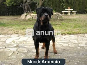 Rottweiler para Montas