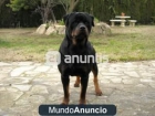 Rottweiler para Montas - mejor precio | unprecio.es