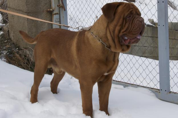 Se ofrece Dogo de Burdeos para montas