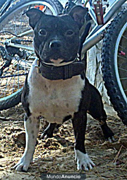 se ofrece para montas...staffordshire bull terrier