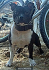 se ofrece para montas...staffordshire bull terrier - mejor precio | unprecio.es
