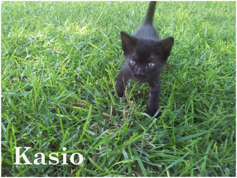 Triana y Kasio, gatitos que tiraron a la basura. NECESITAN ADOPCION.