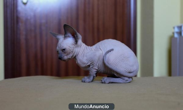 Vendo preciosa gatita sphynx