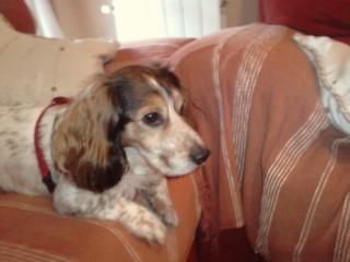 --- ADOPTA.. x COCKER ---
