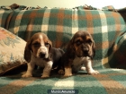 BASSET HOUND TRICOLR - mejor precio | unprecio.es