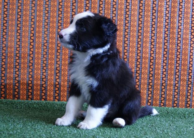 Border Collie de primera calidad