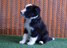 Border Collie de primera calidad - mejor precio | unprecio.es