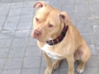 BUSCO PERRA PITBULL RED NOSE PARA CRUZAR - mejor precio | unprecio.es