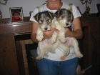 Foxteerier,cachorros,machos y hembras. - mejor precio | unprecio.es