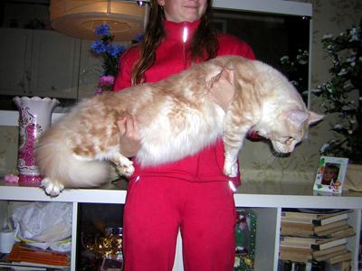 Gatos Main Coon, cachorros.