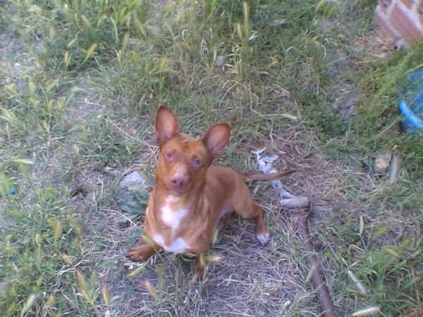 PODENCO MANETO CON 13 MESES CASI REGALADO